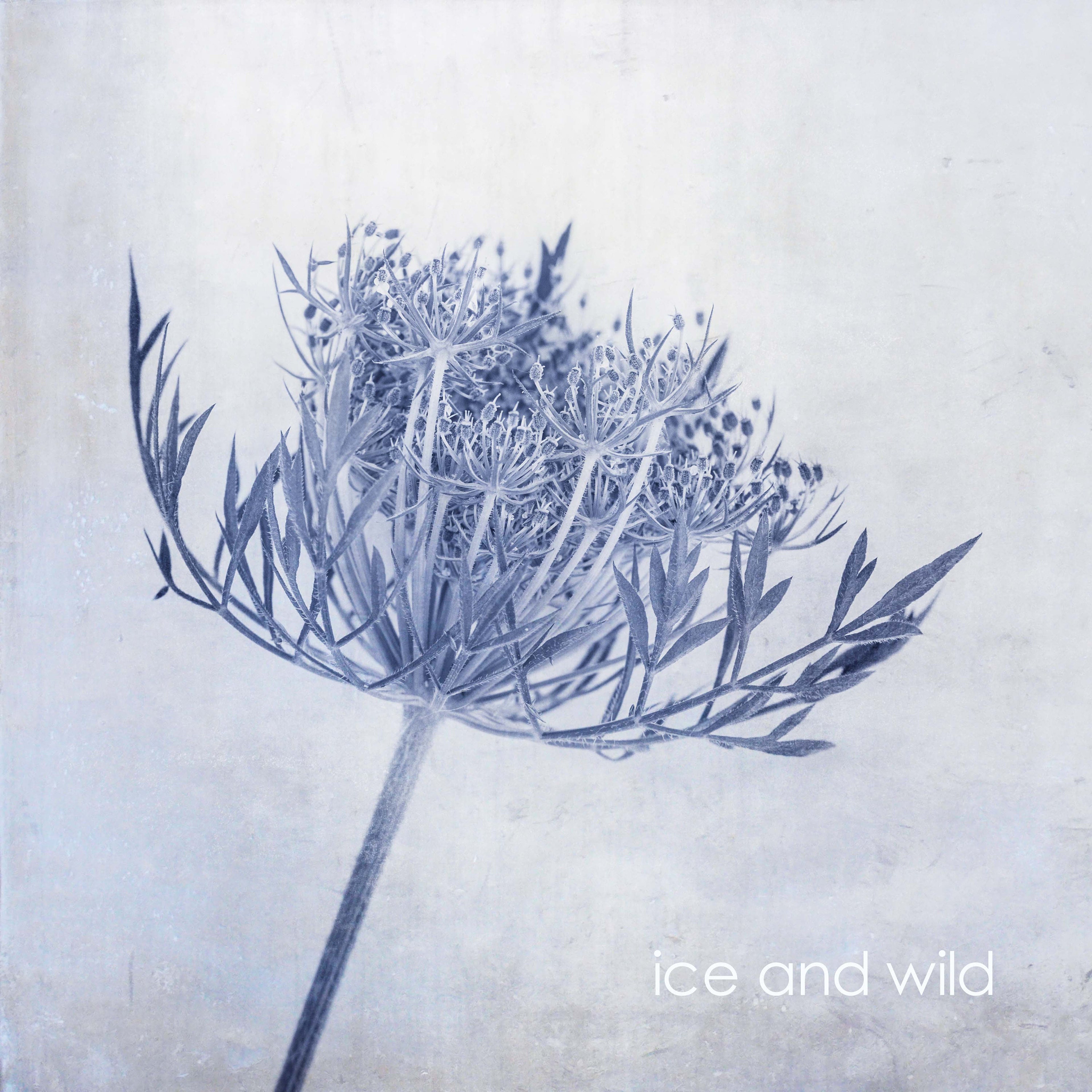 blue and white floral botanical fine art at the affordable art fair christmas market by deborah pendell with morgan davies art