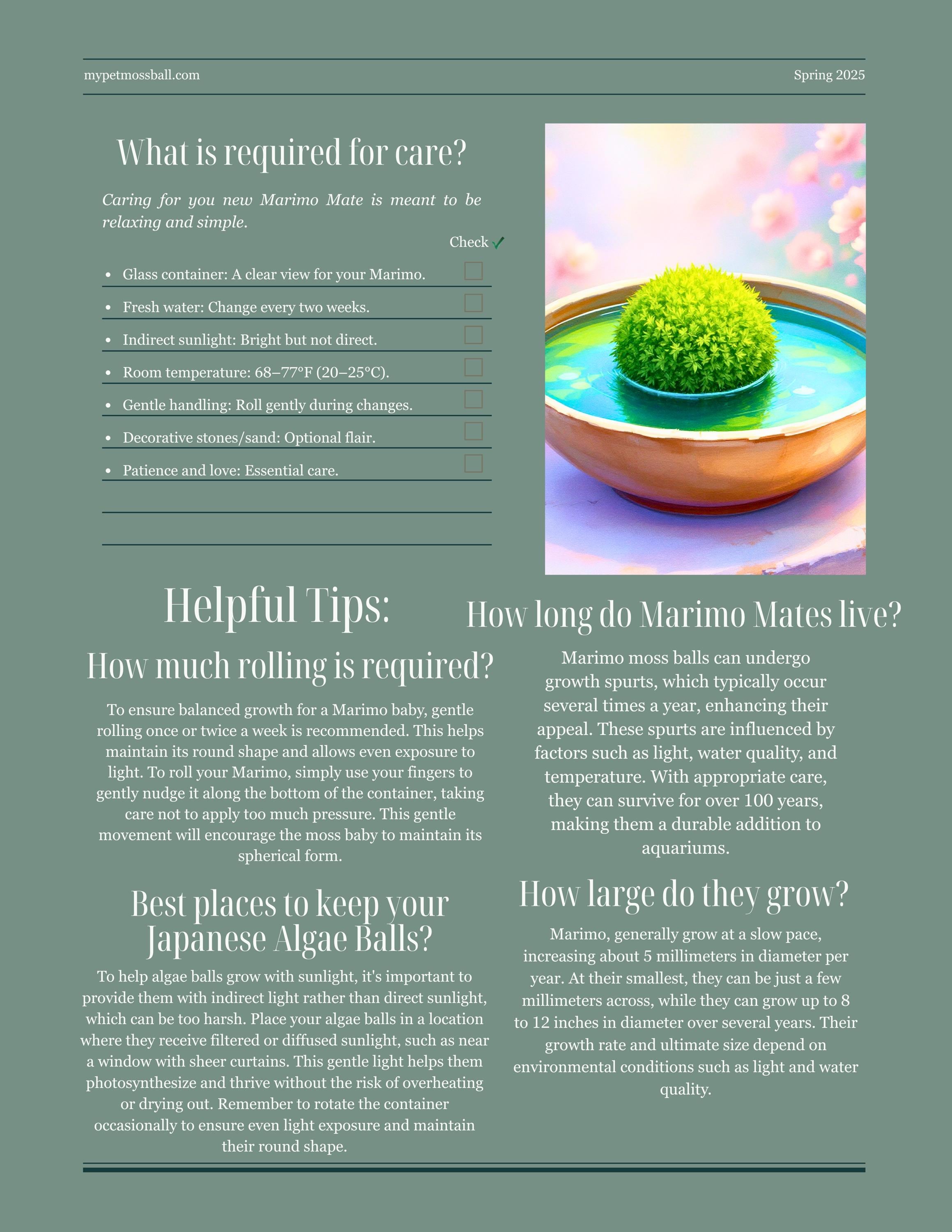 Marimo mates intensive yet easy to follow care guide for japanese algae balls