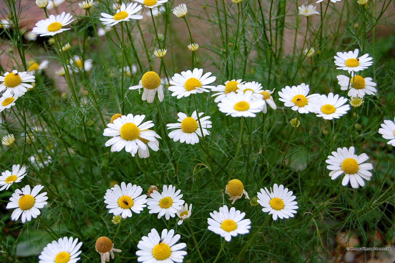 Chamomile