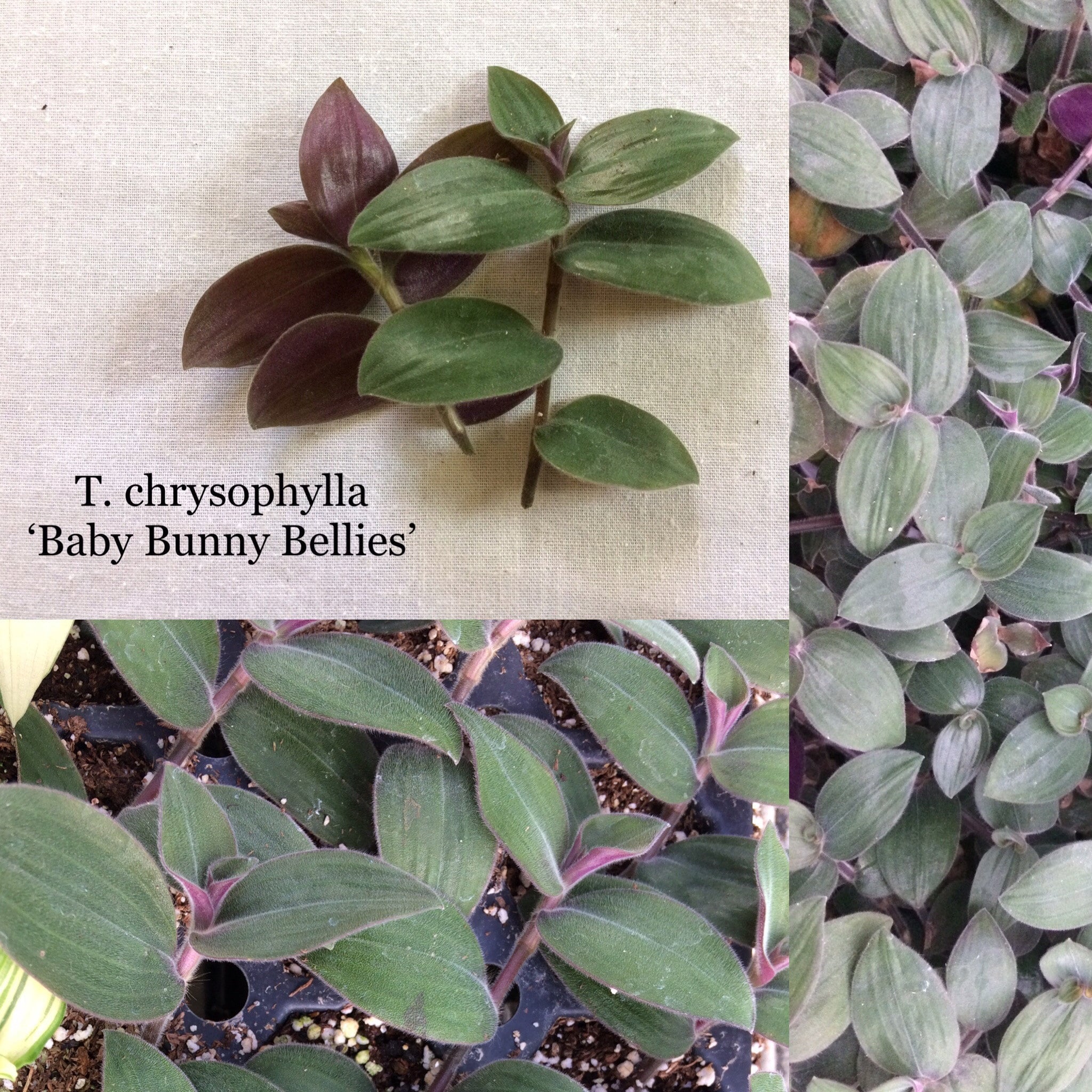 Which Variety Do I Have Tradescantia Care And Identification
