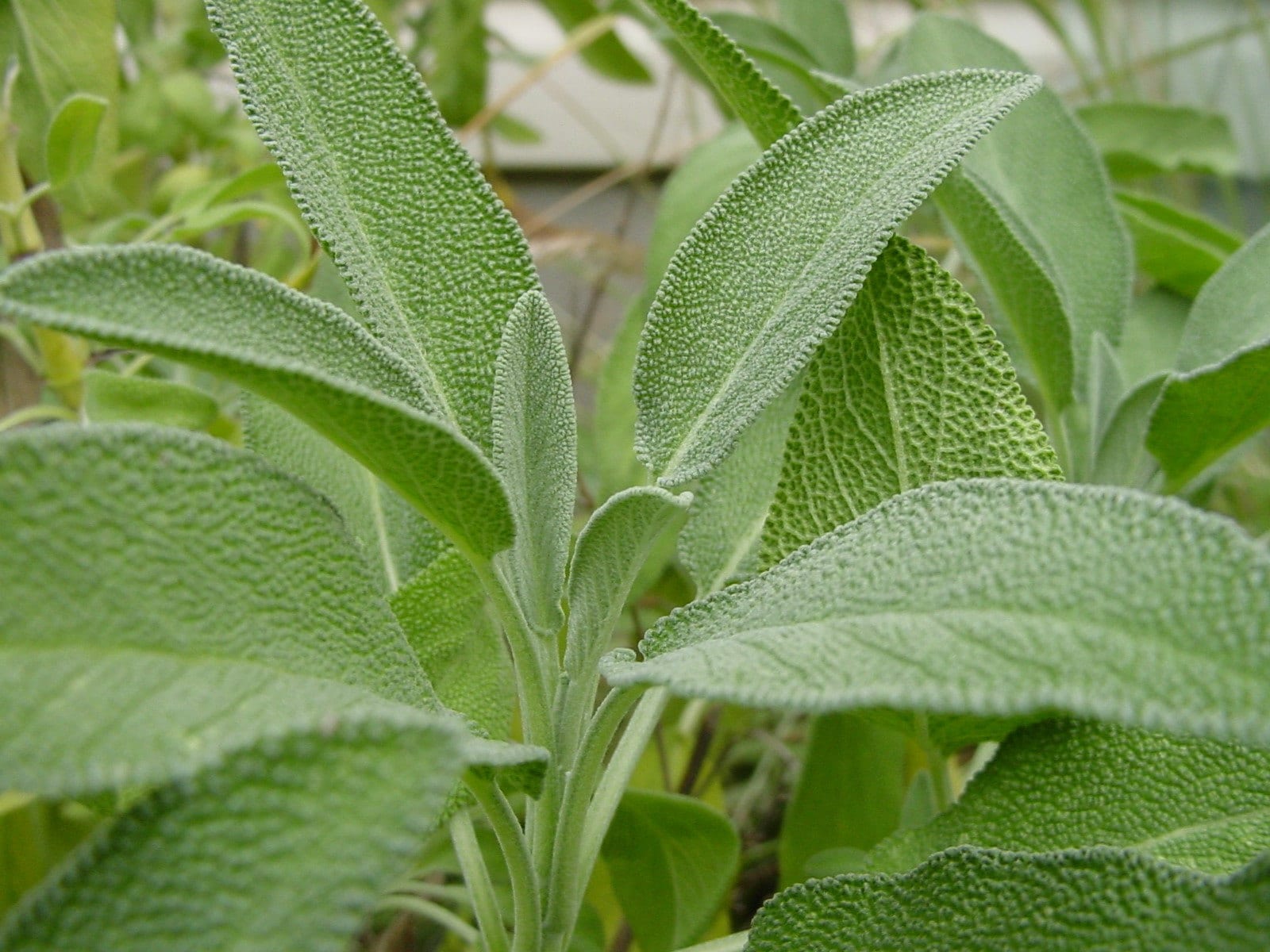 Garden Sage