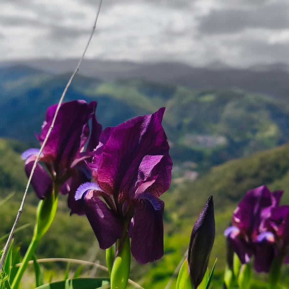 purple iris flowers inspiration of a traveler and rock climber kechi kaya rudozem
