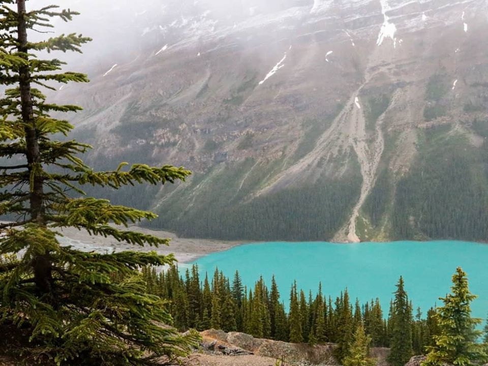 peyto lake