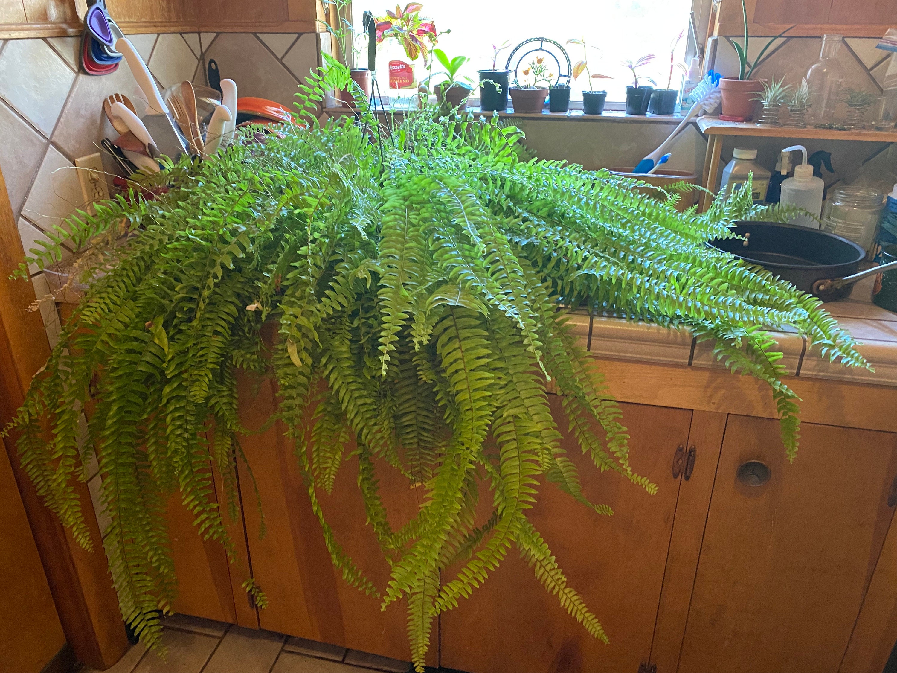 Boston Fern in sink for Deep Watering