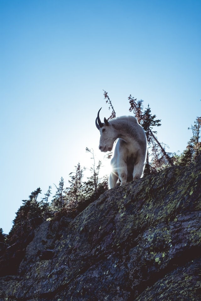 the mountain goat