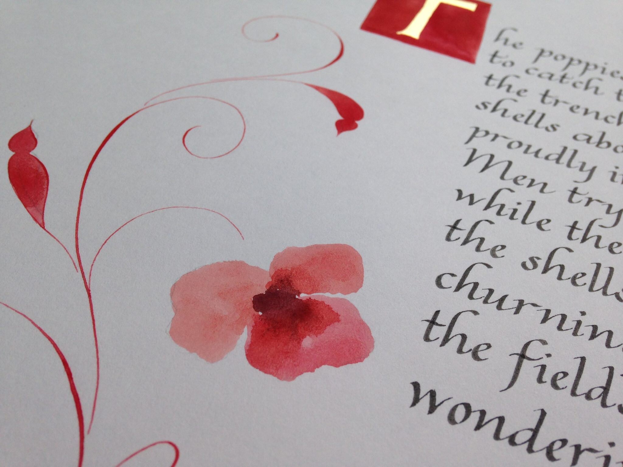 Poppy illustration with italic calligraphy