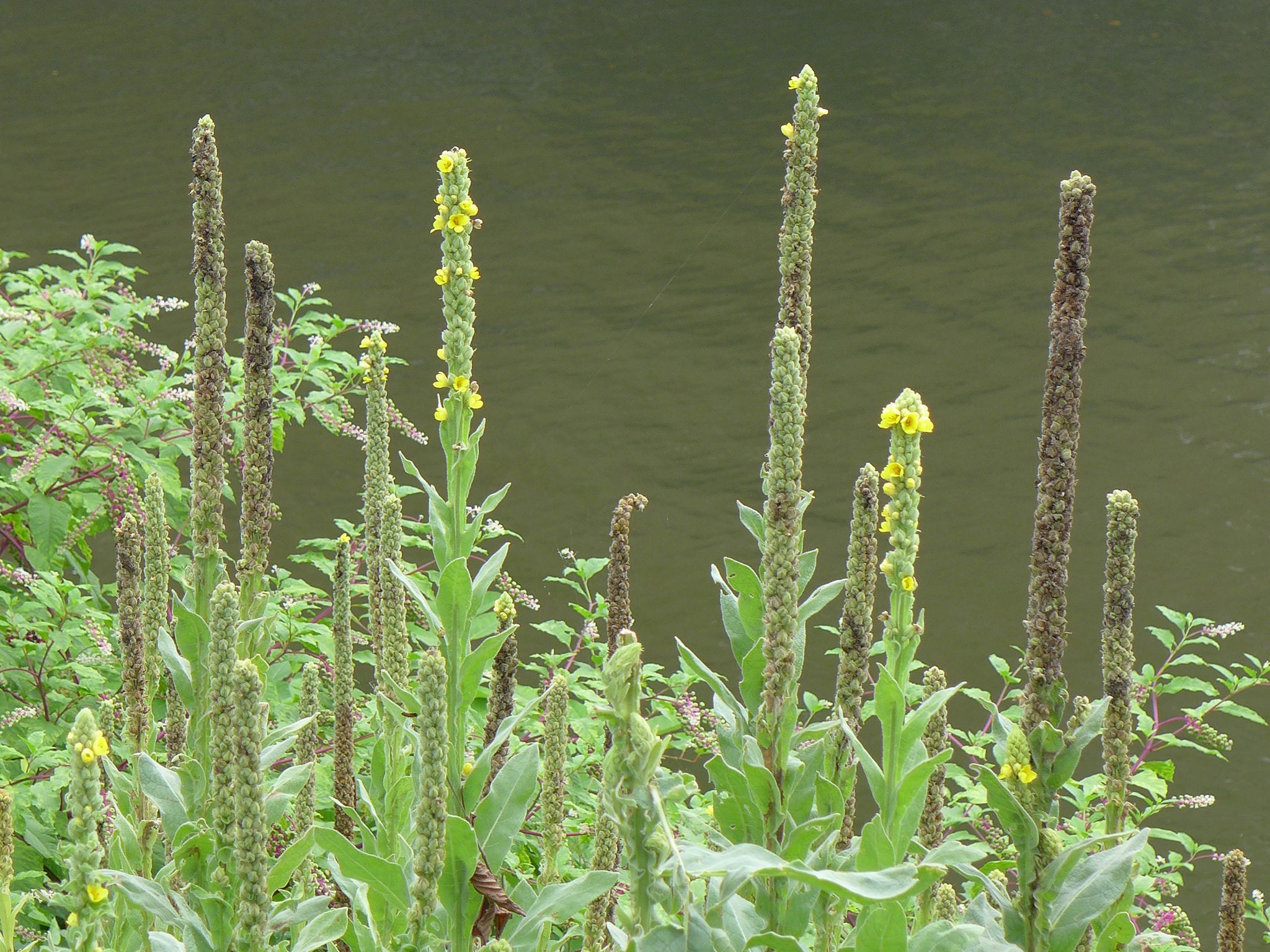 Mullein