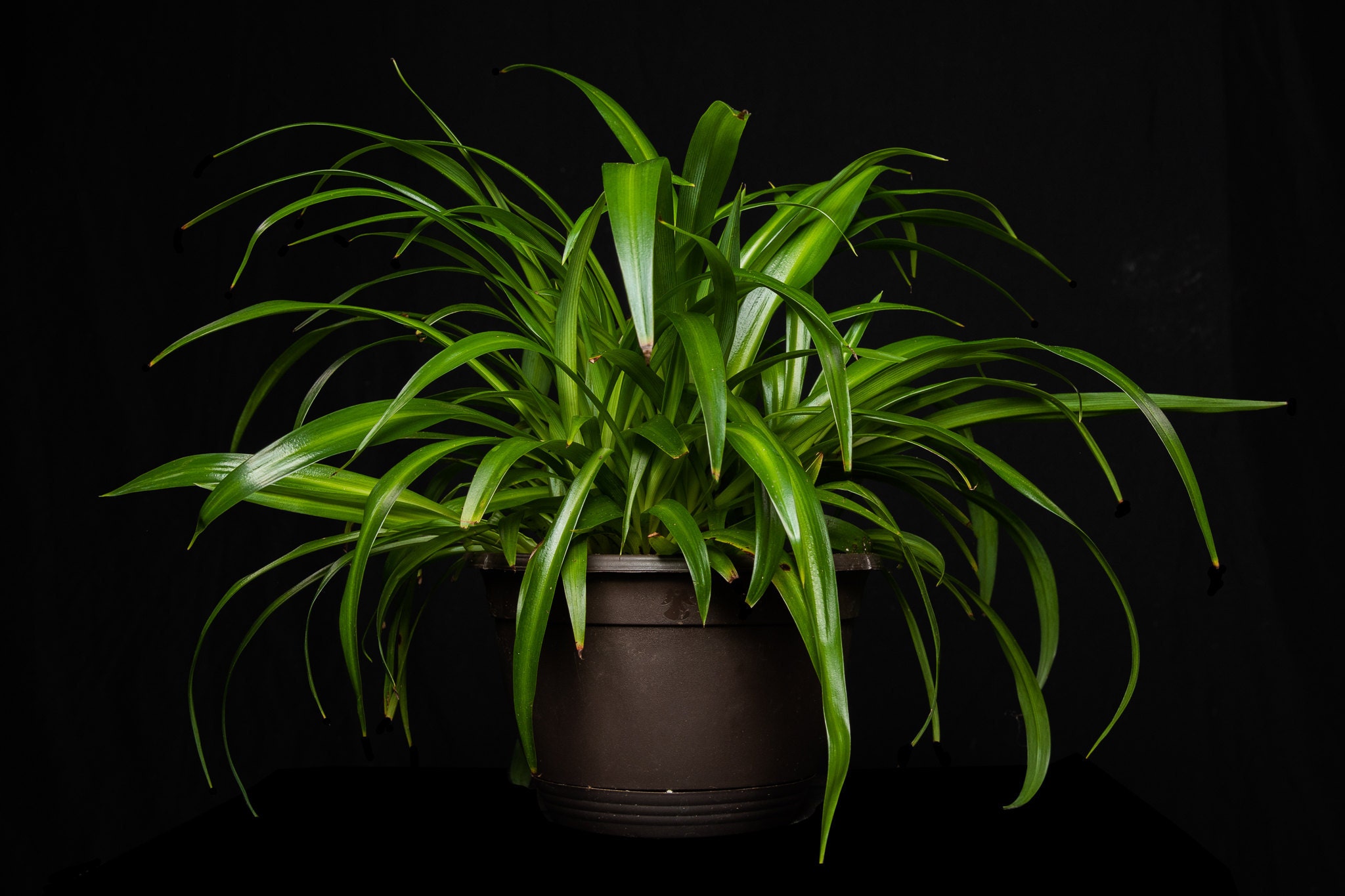 Spider plants can thrive in lower light spaces
