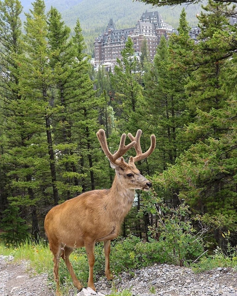 banff