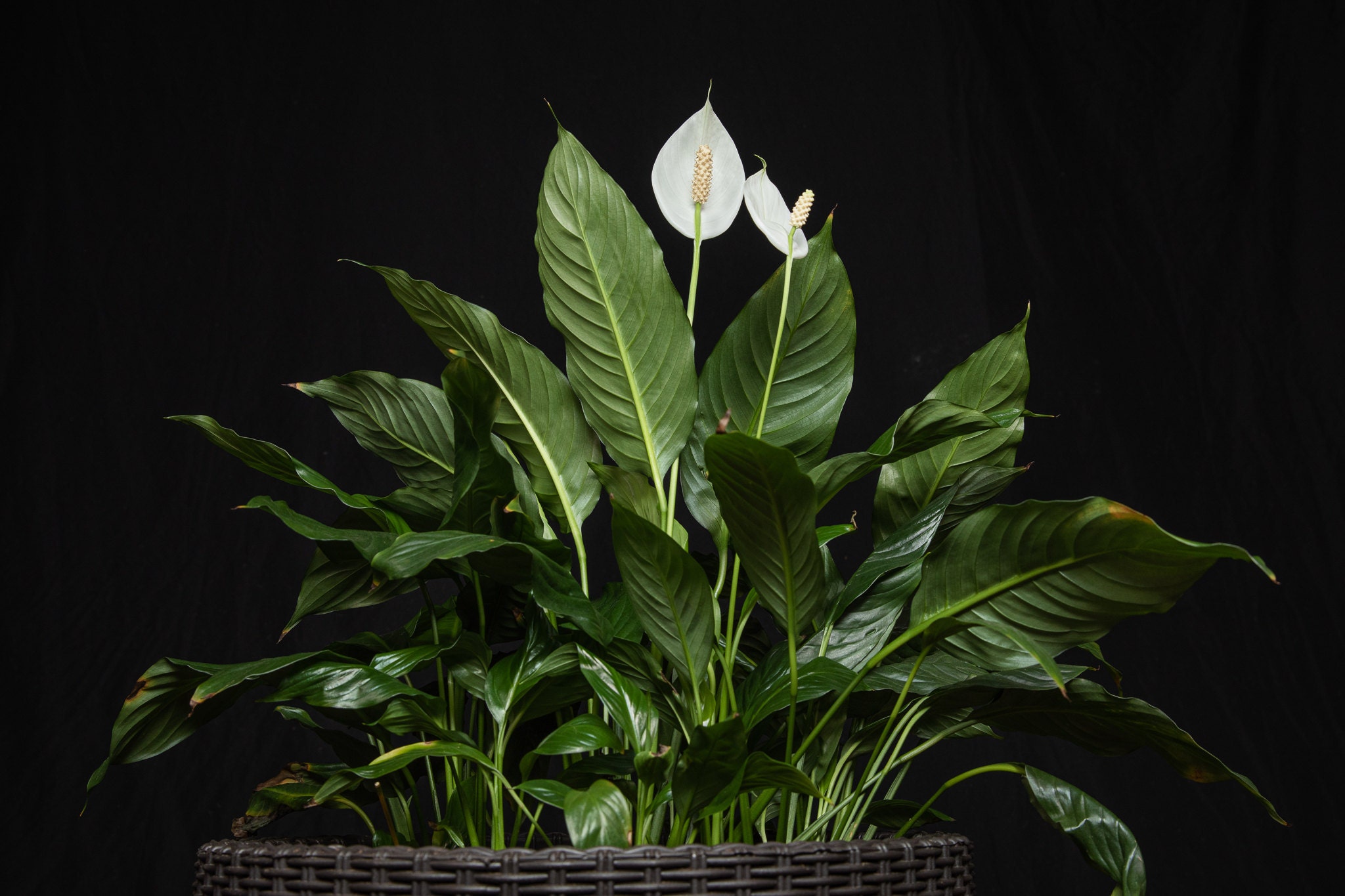 Peace Lily - Spathiphyllum can live in low-light spaces