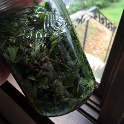Mugwort tincture made with fresh leaves