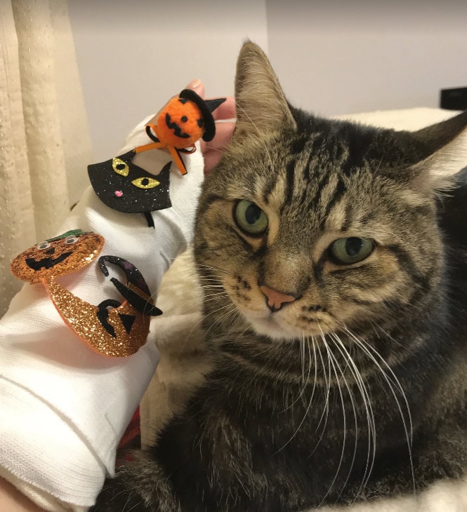 Crafts4cats