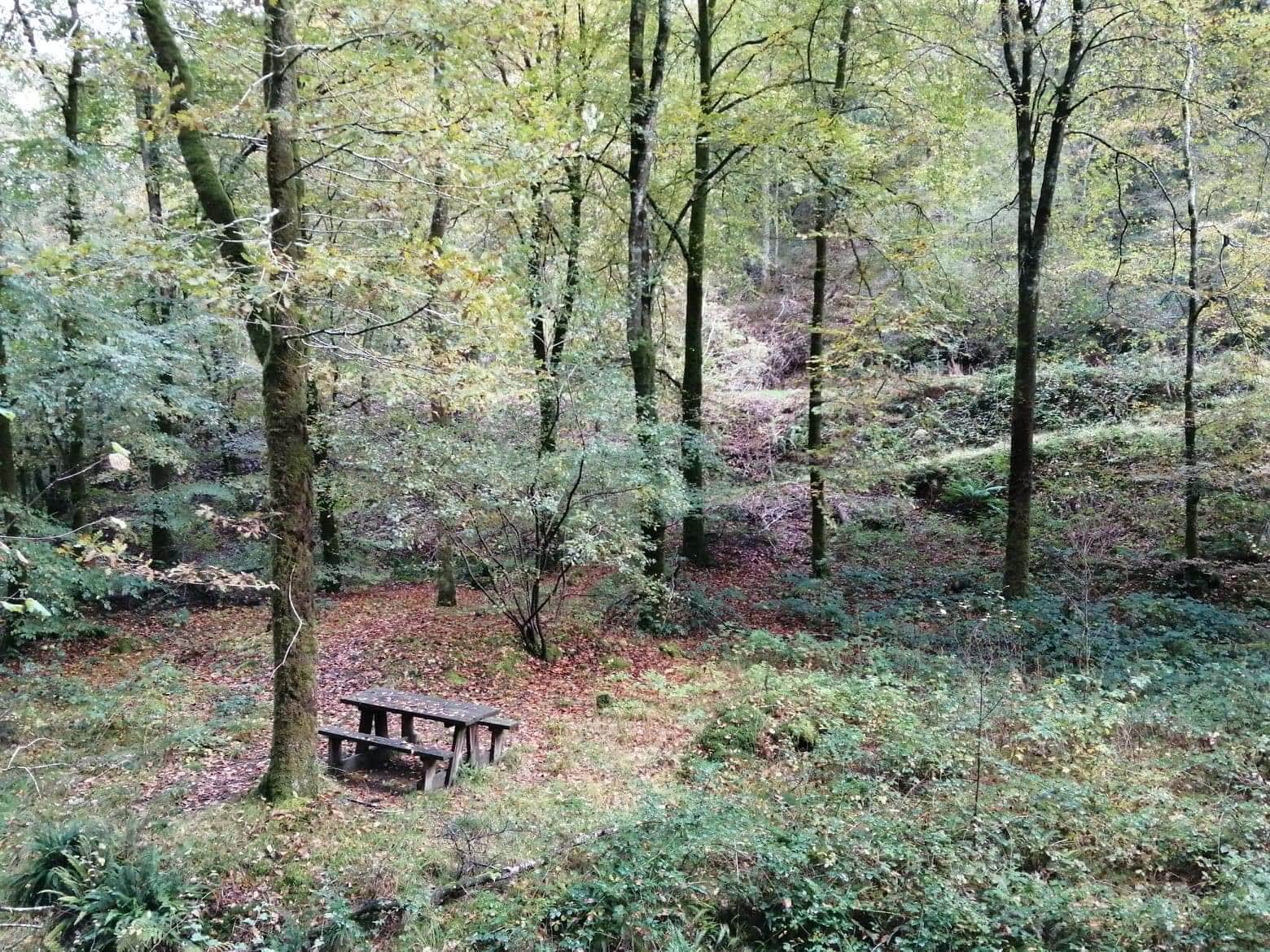 Picnic bench at Abergorlech, Brechfa Forest, Wales