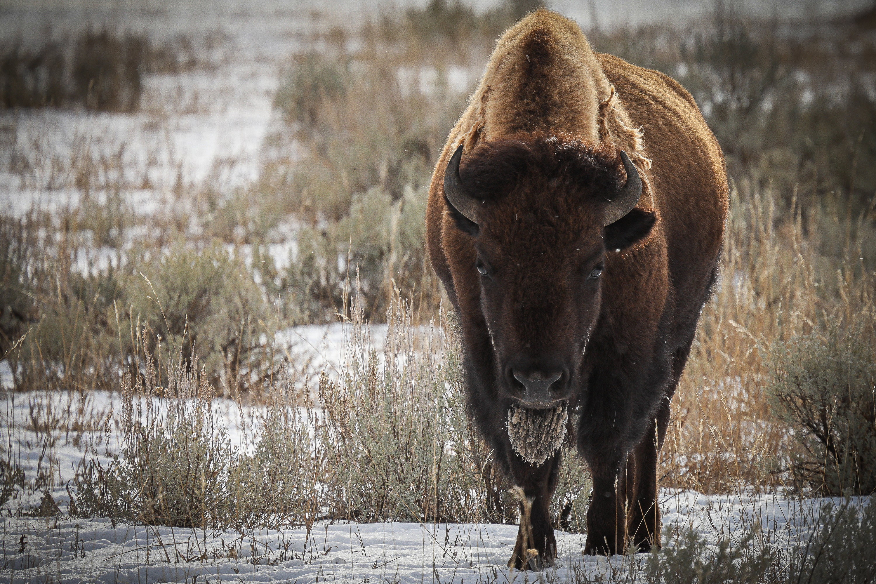 Bison Staring Contest