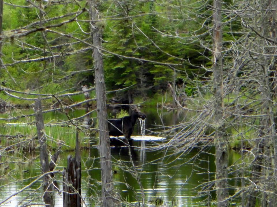 Moose on the Gunflint Trail.