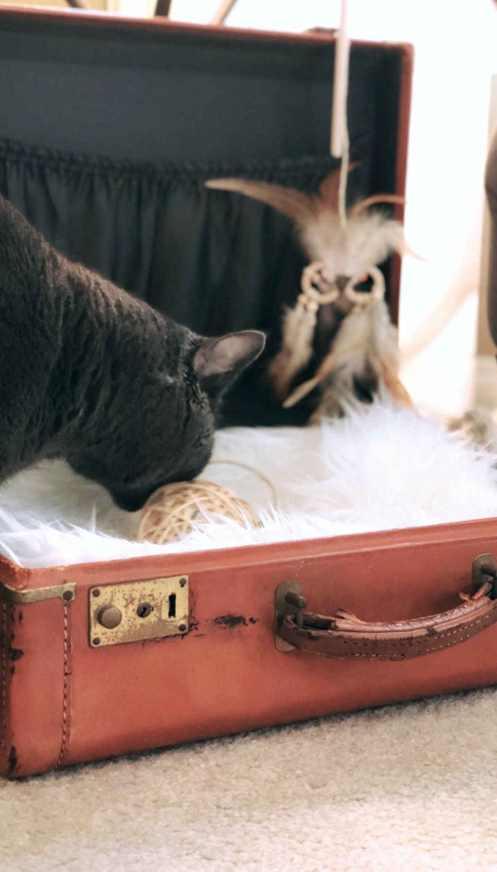 vintage suitcase cat bed
