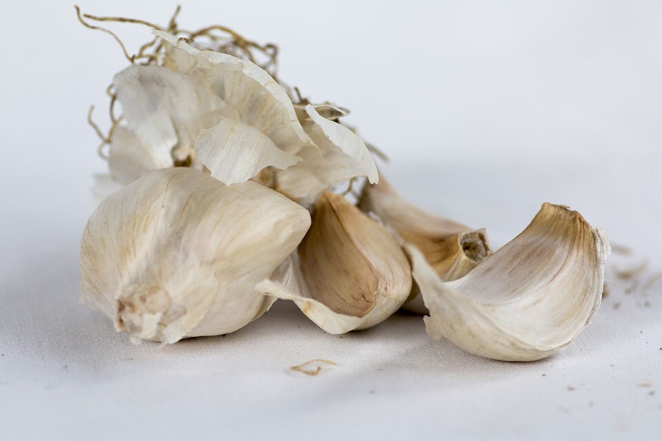 Garlic