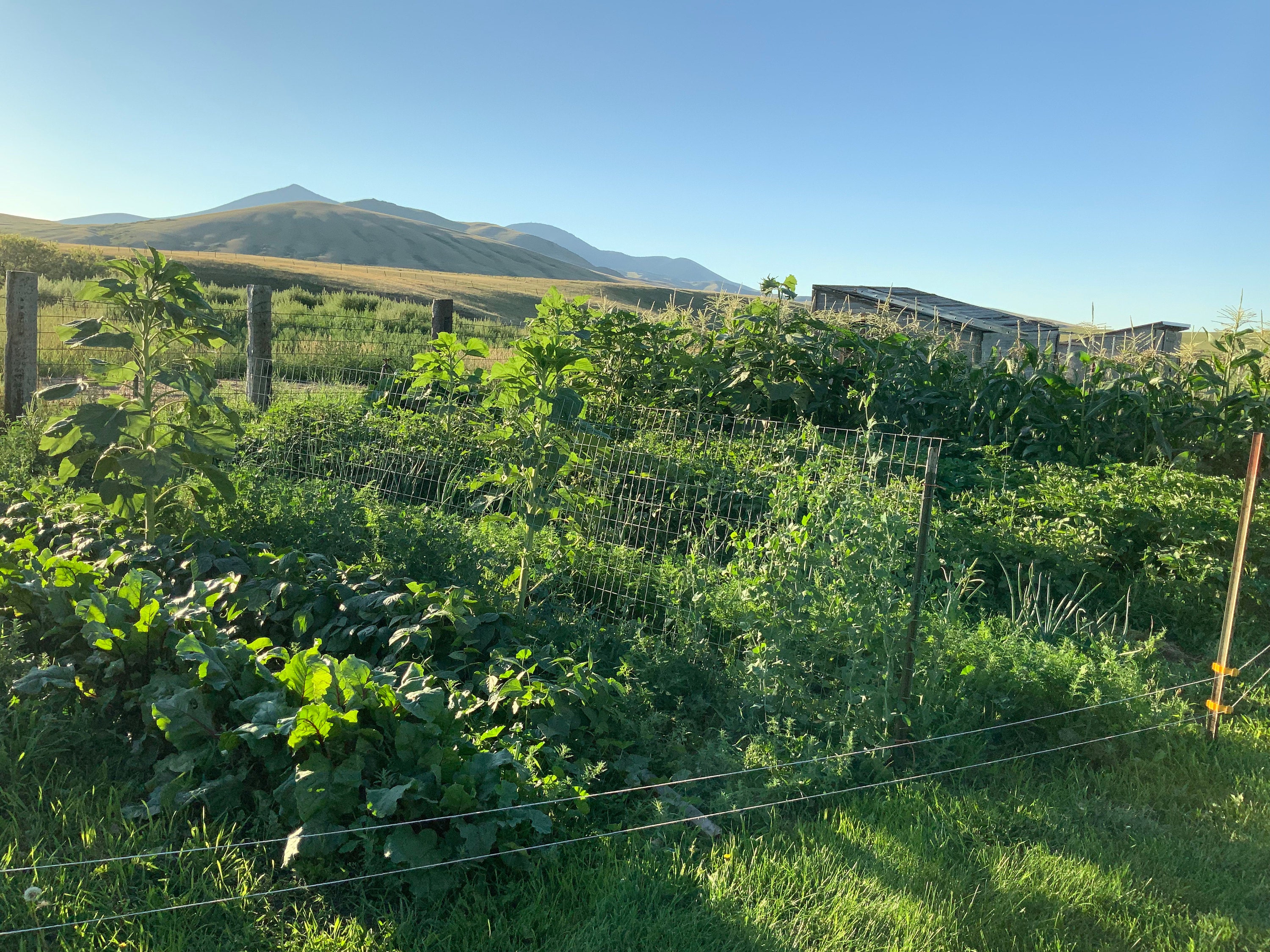 Vegetable Garden in Sweet Grass Hills