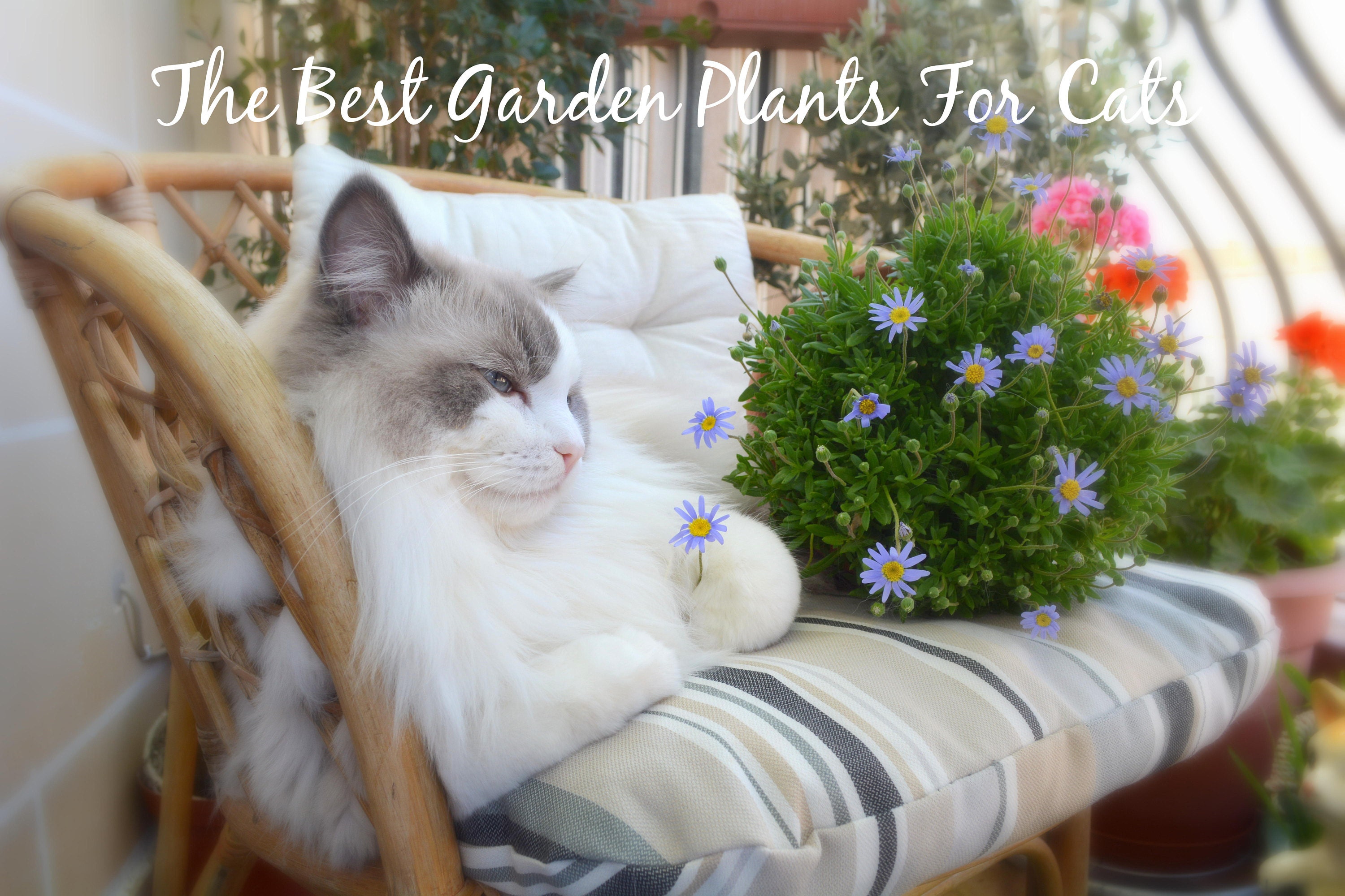The Best Garden Plants For Cats