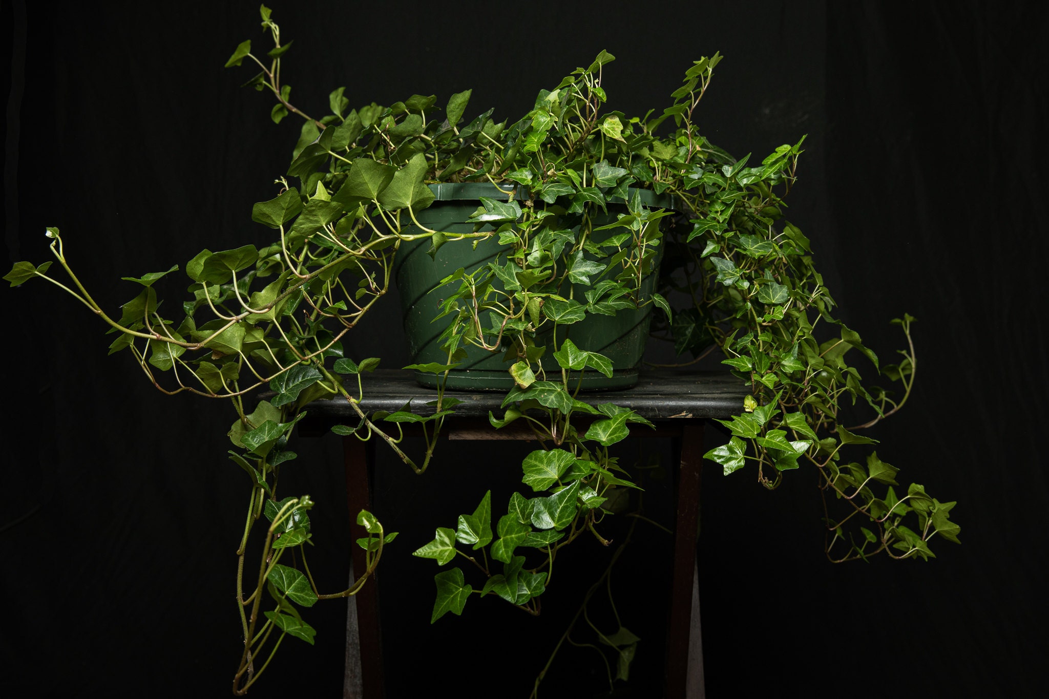 English Ivy or Hedera helix can thrive in low light