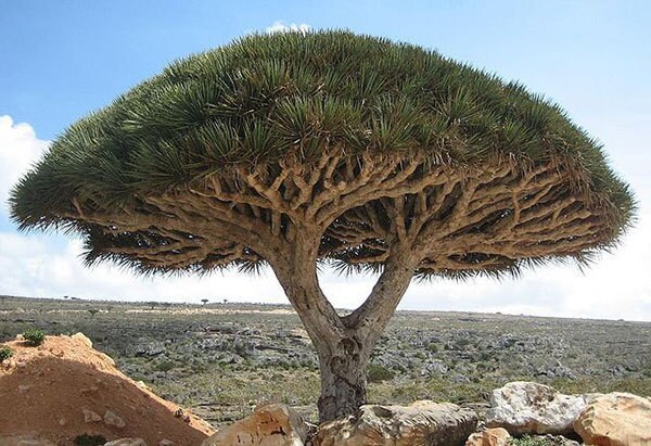 Dragons Blood comes from tree resin.