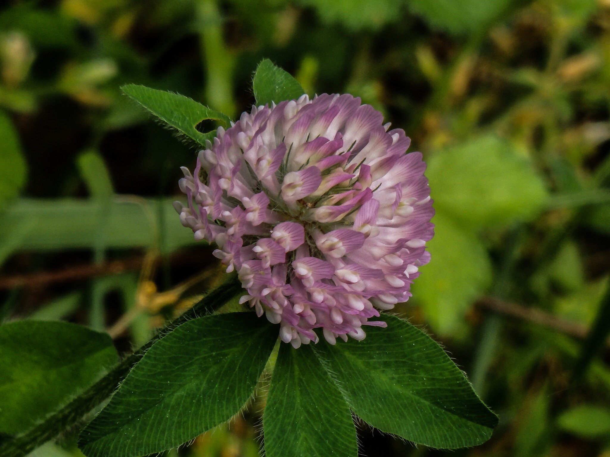 Red Clover