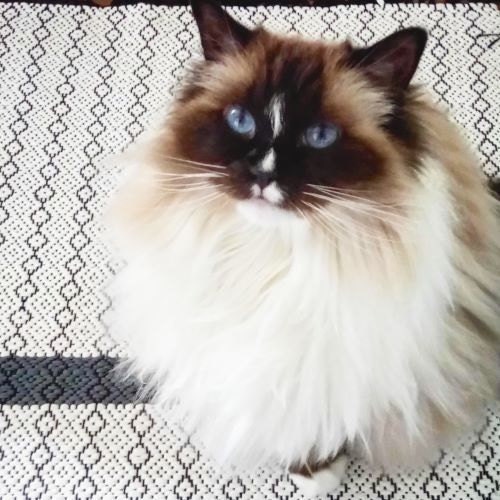 cat and handwoven rug