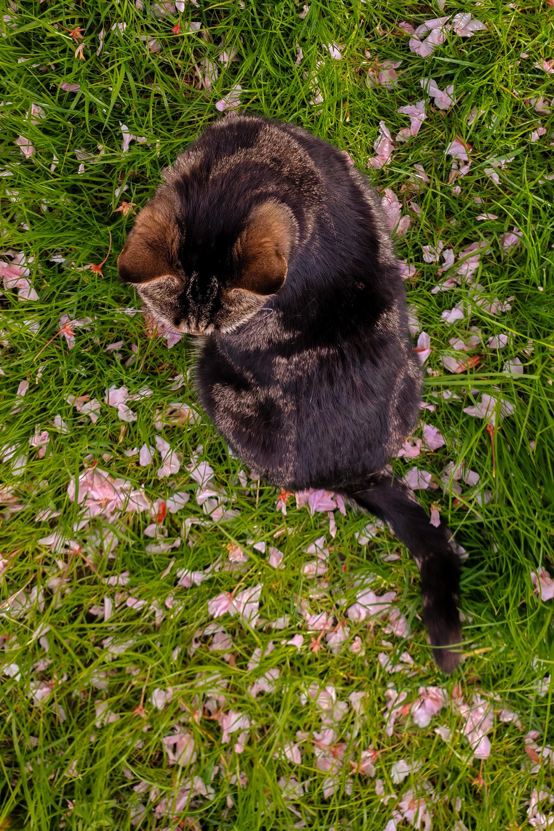 A tabby cat photographed from above and turned to look behind her sits on grass littered with loose cherry blossom petals.