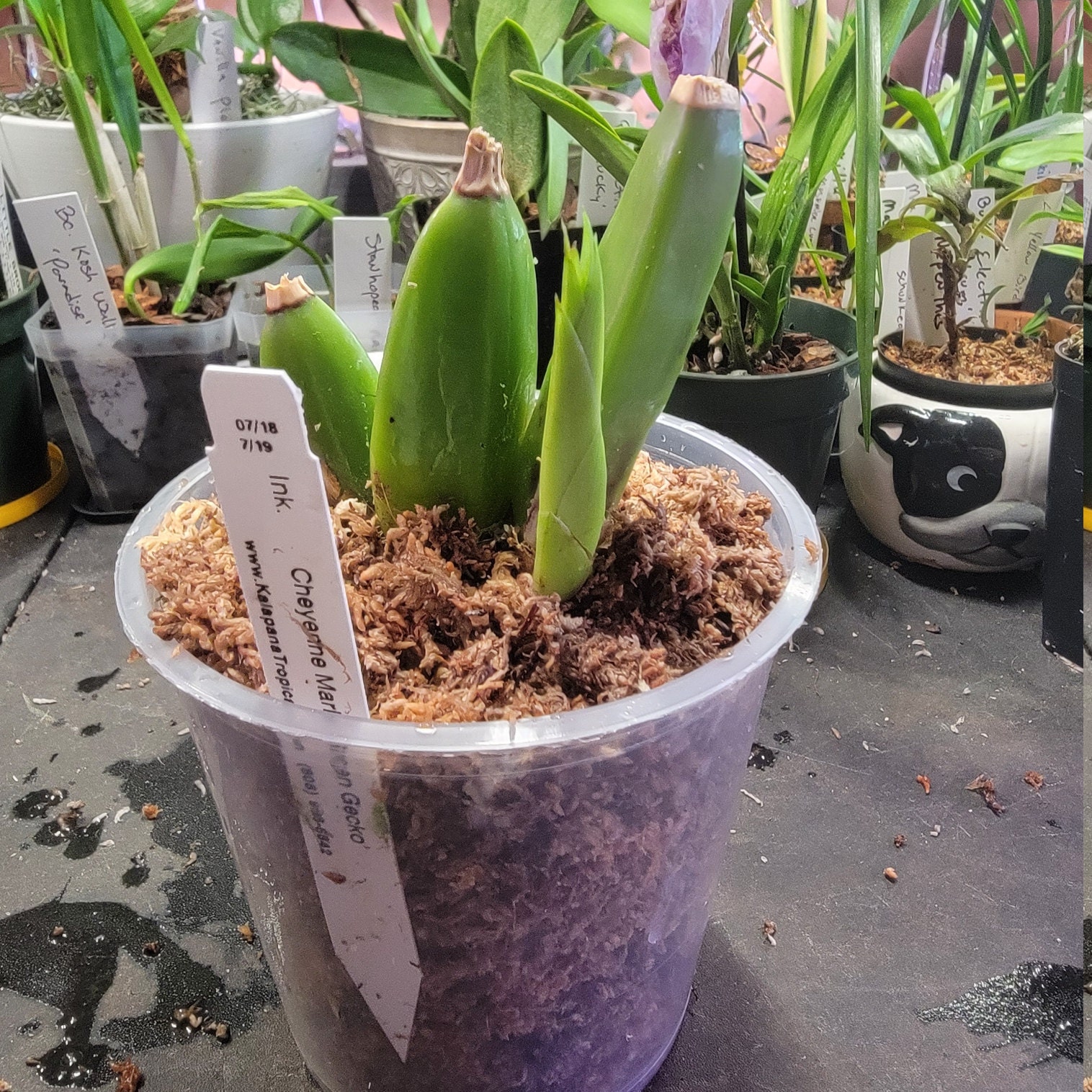 In the pot