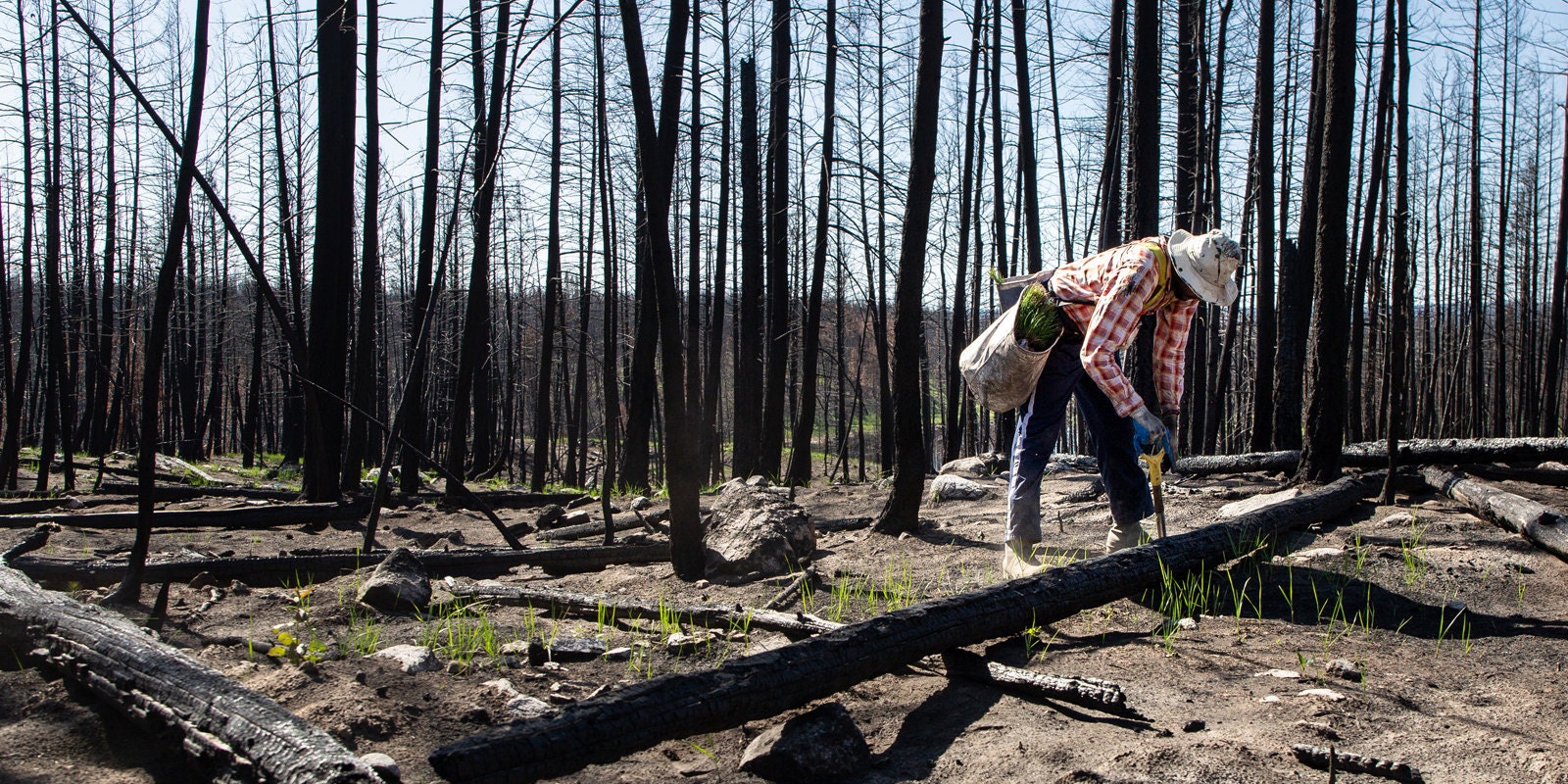 person planting a tree sapling in fire damaged forest