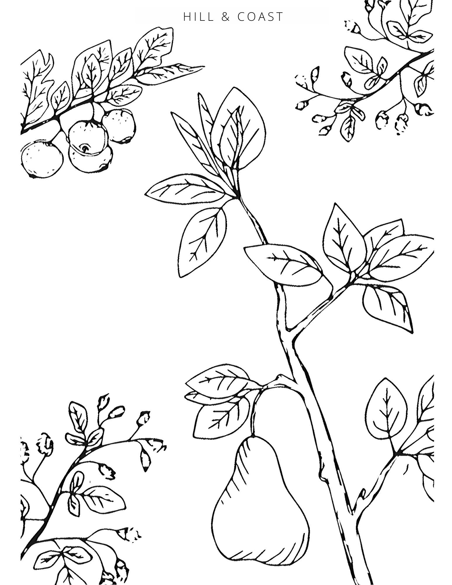 Peace Pears Coloring Page, by Hill & Coast