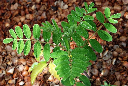 Astragalus Root