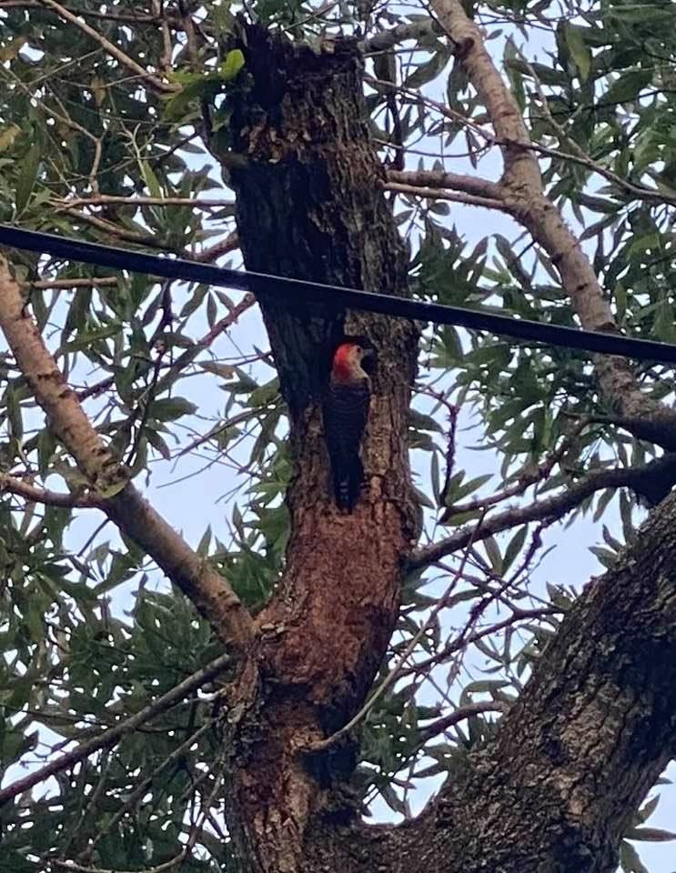 Red-Headed Woodpecker feeding its babies.