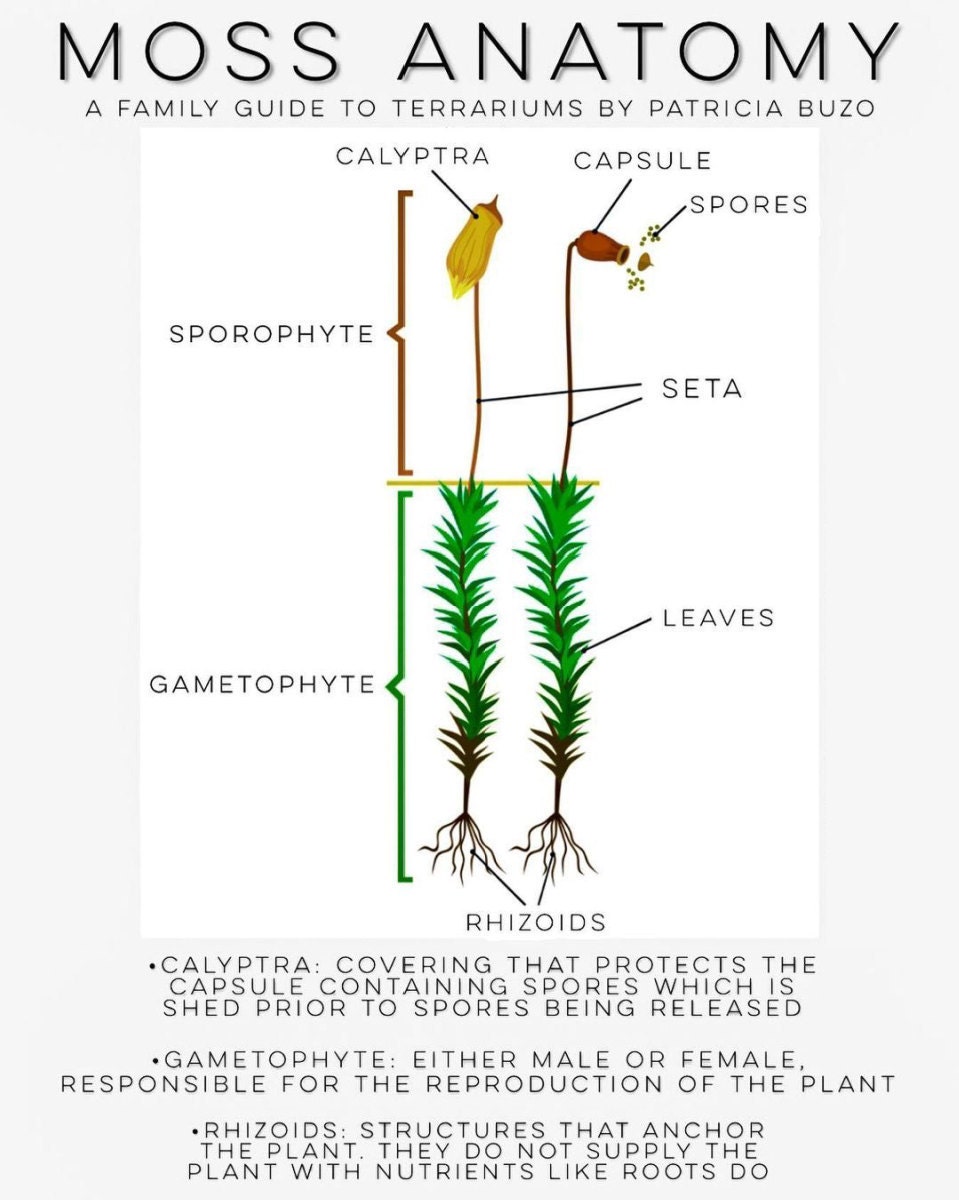 Moss anatomy chart