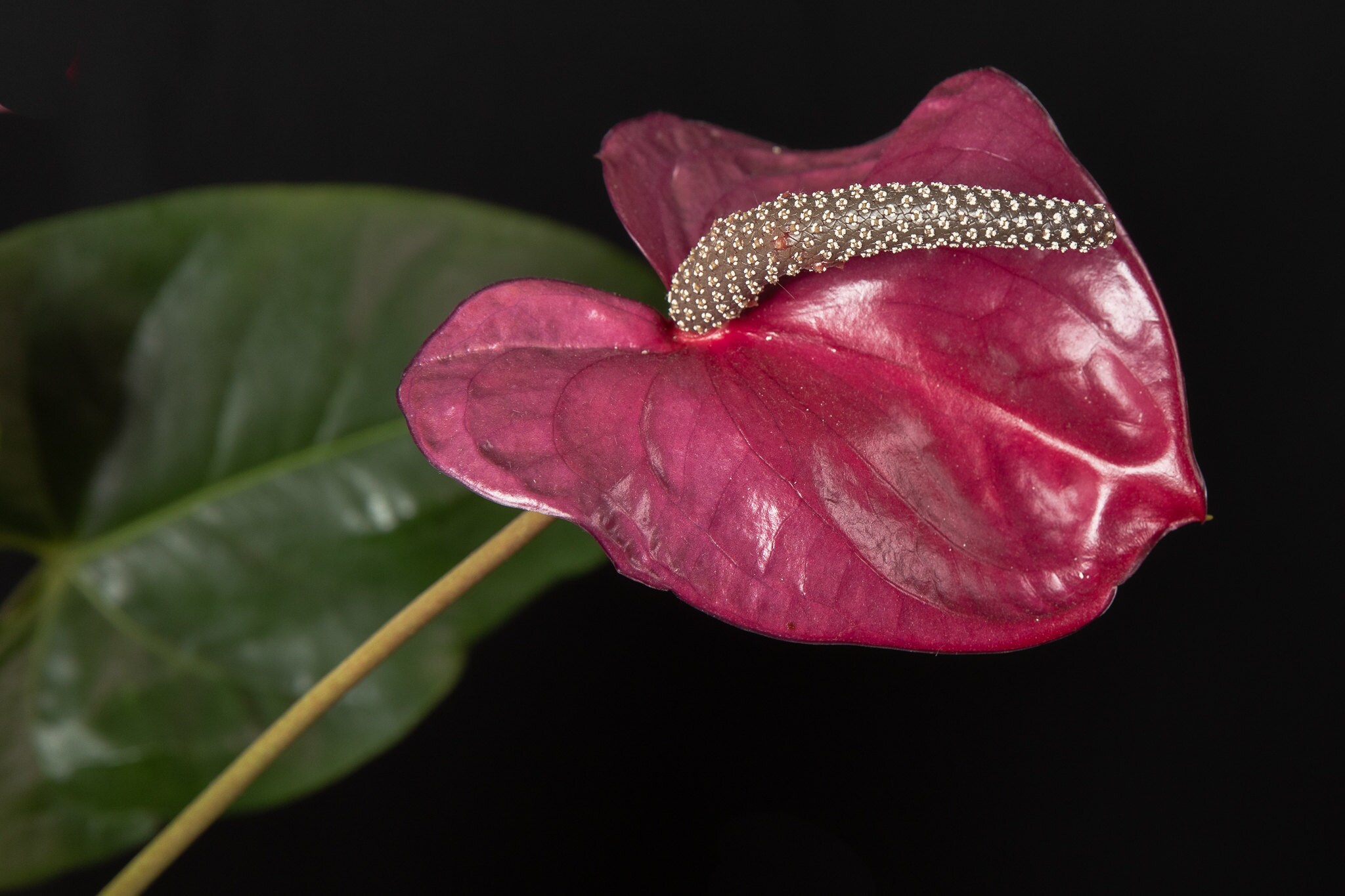 Air-Purifying Anthurium Andreaanum are on the NASA Clean Air Study for removing it is one of the plants listed in the NASA Clean Air Study as effective in removing formaldehyde, xylene, toluene, and ammonia from the air.