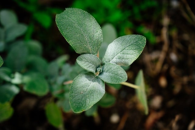 salvia officinalis