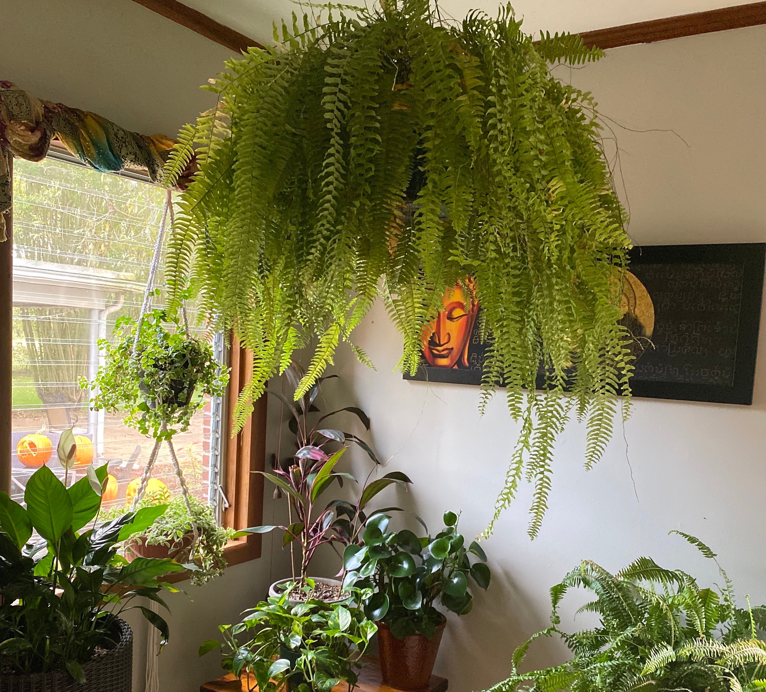 Over-winter your Boston Fern in a North-facing window
