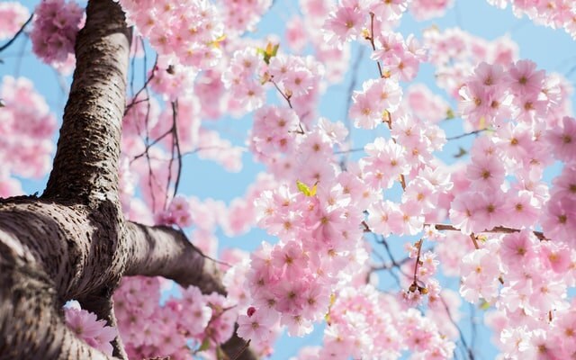 cherry blossoms mmm