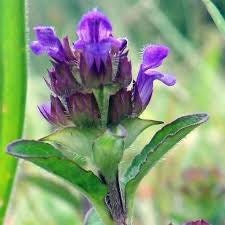 Prunella Vulgaris Close-up