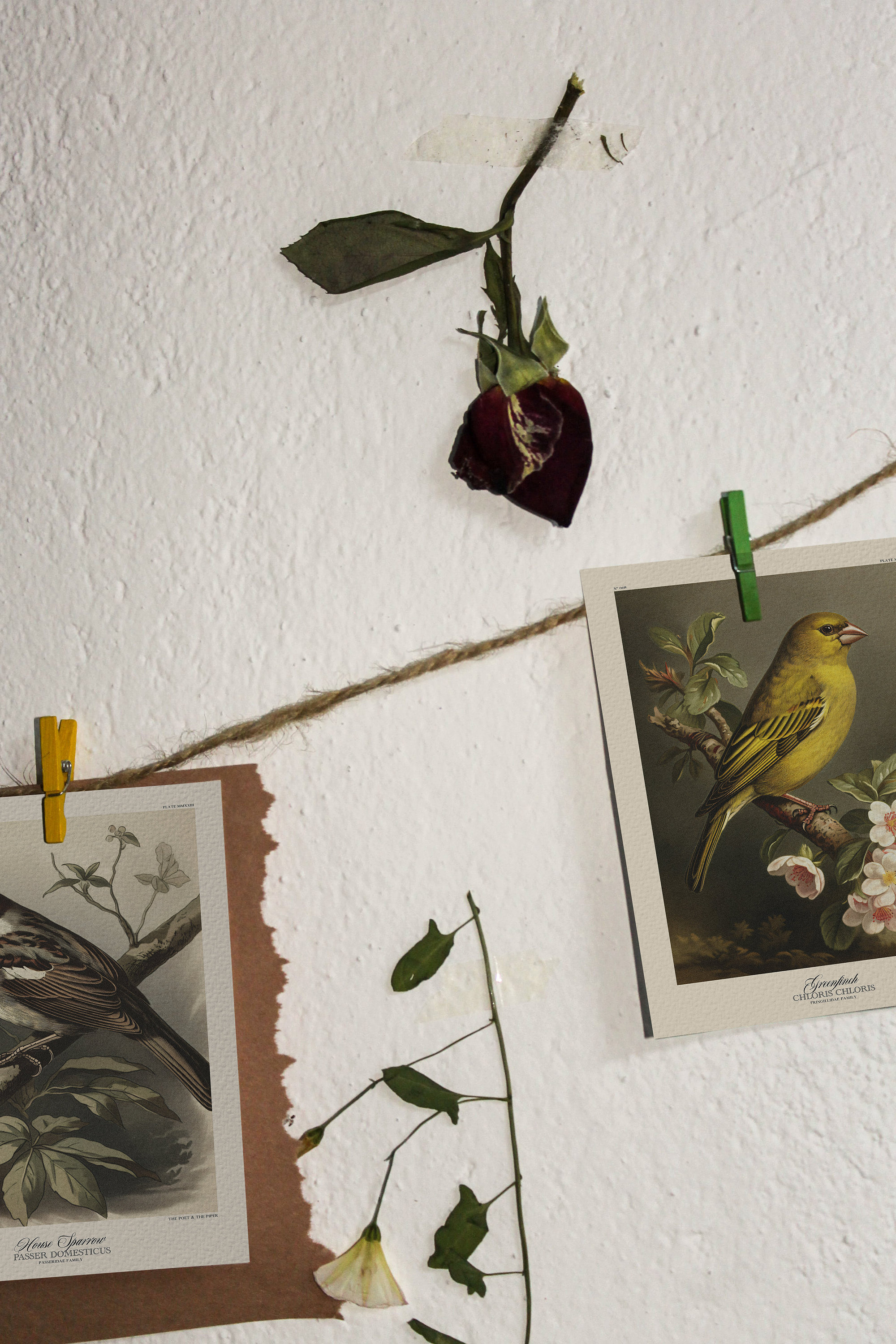 Animal prints on a string, hanging on the wall