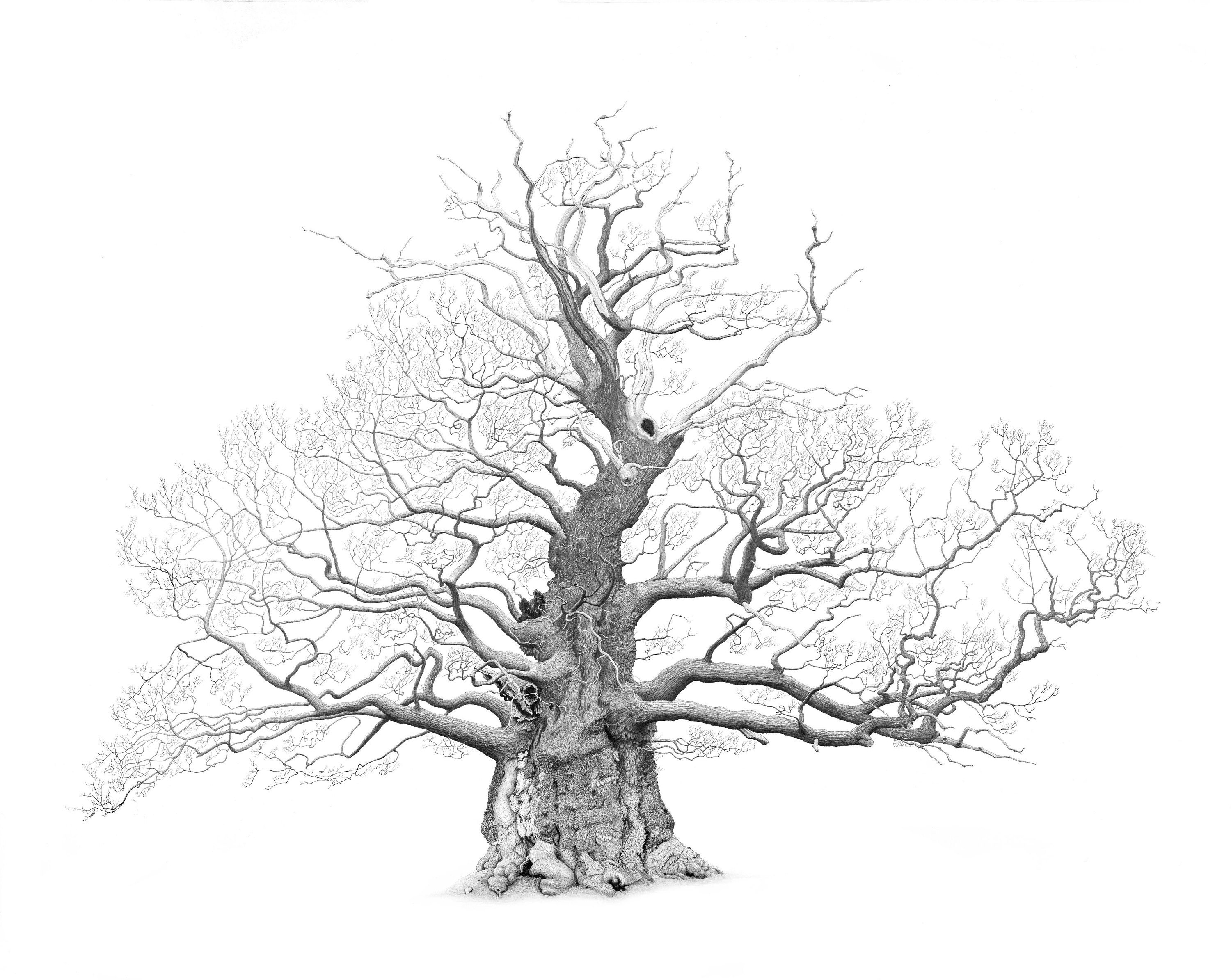 Ancient Oak tree