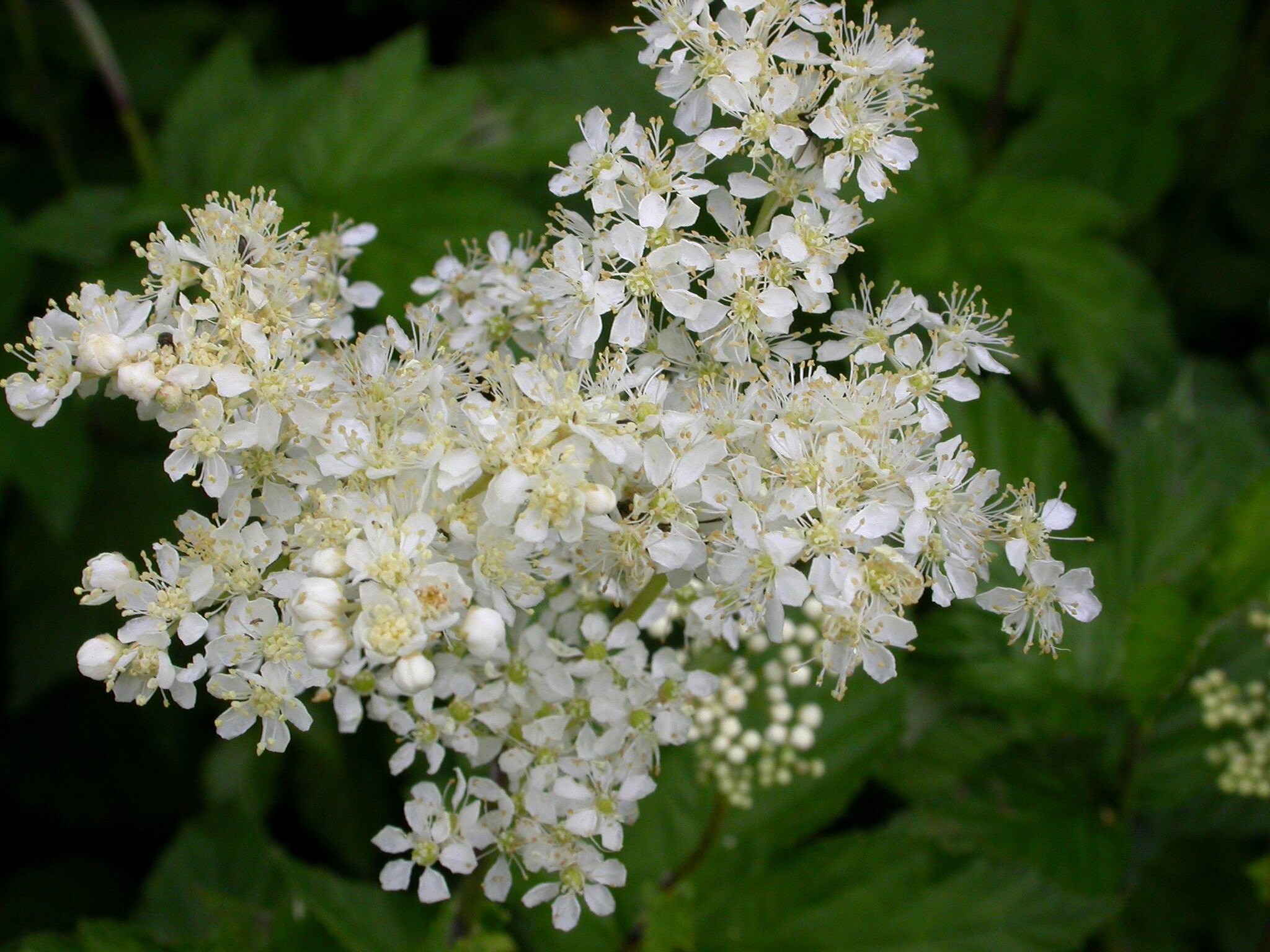 Meadowsweet