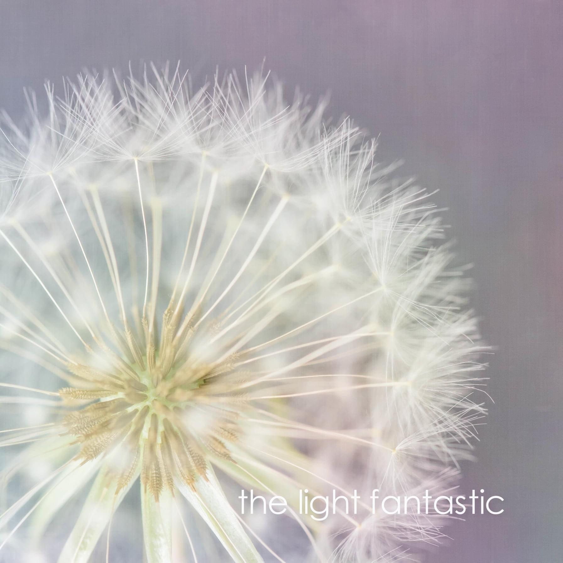 pale purple and white dandelion limited edition fine art print and wall art uk