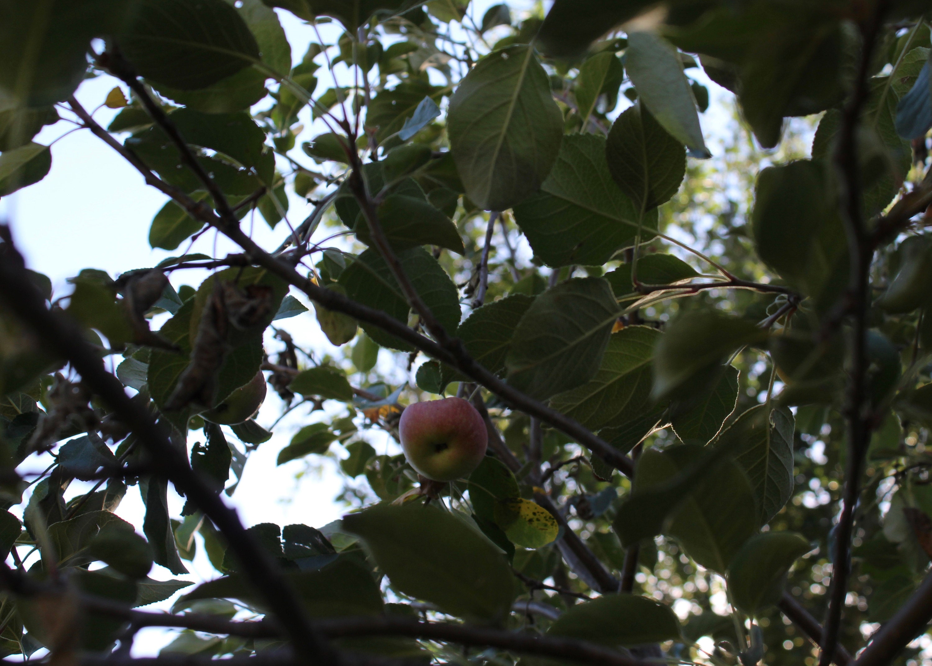 an apple from below