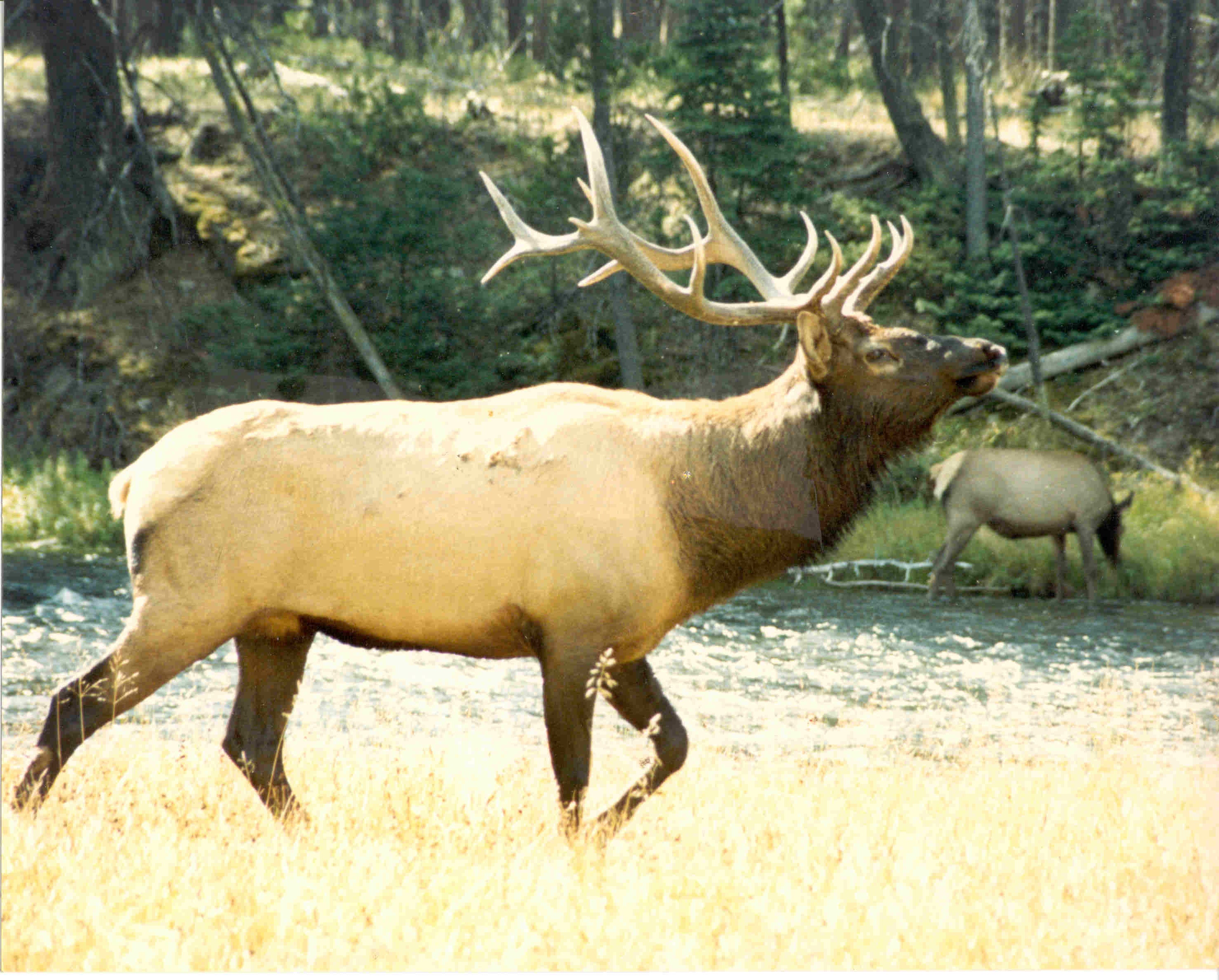 Bull Elk Photo my Father took with his Olympus 35mm Camera