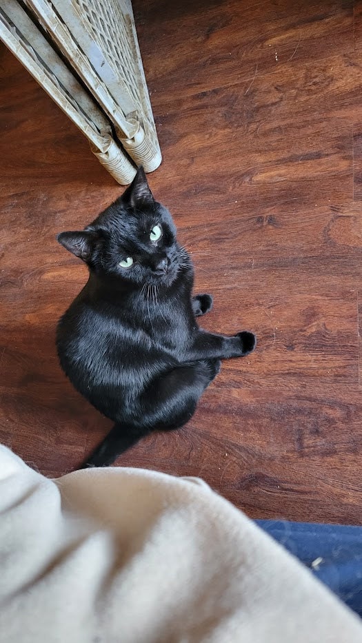 A black cat sitting on the floor, looking up at me. He also has green eyes.
