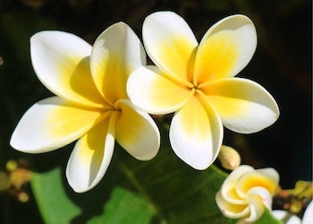 plumeria-tropical-flower