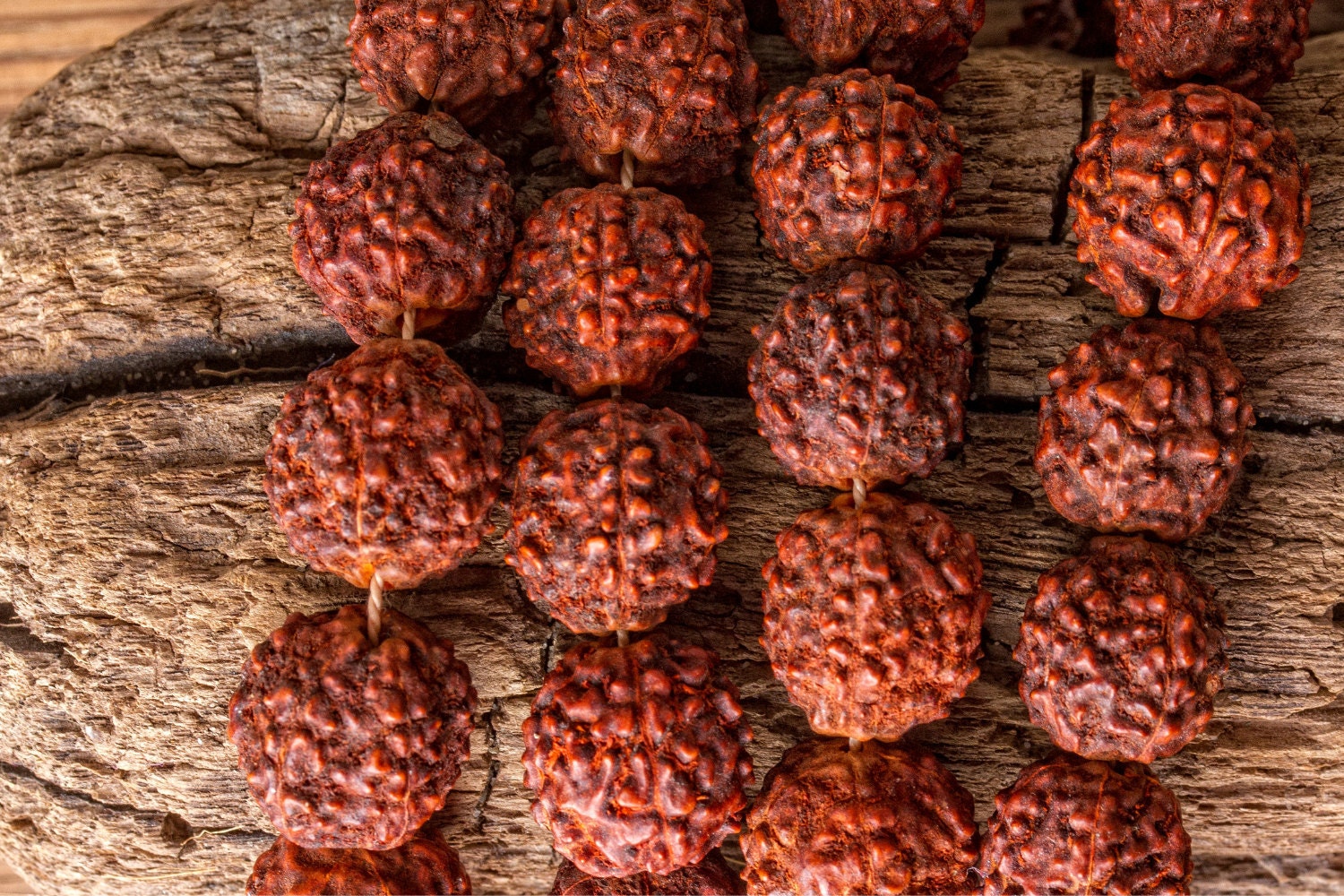 rudraksha