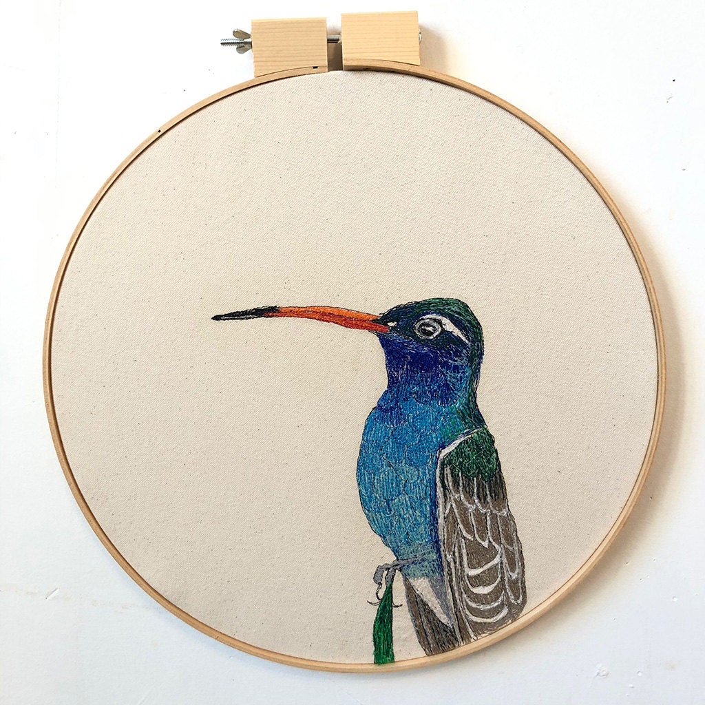 “Cynanthus latirostris (Broad-billed Hummingbird)