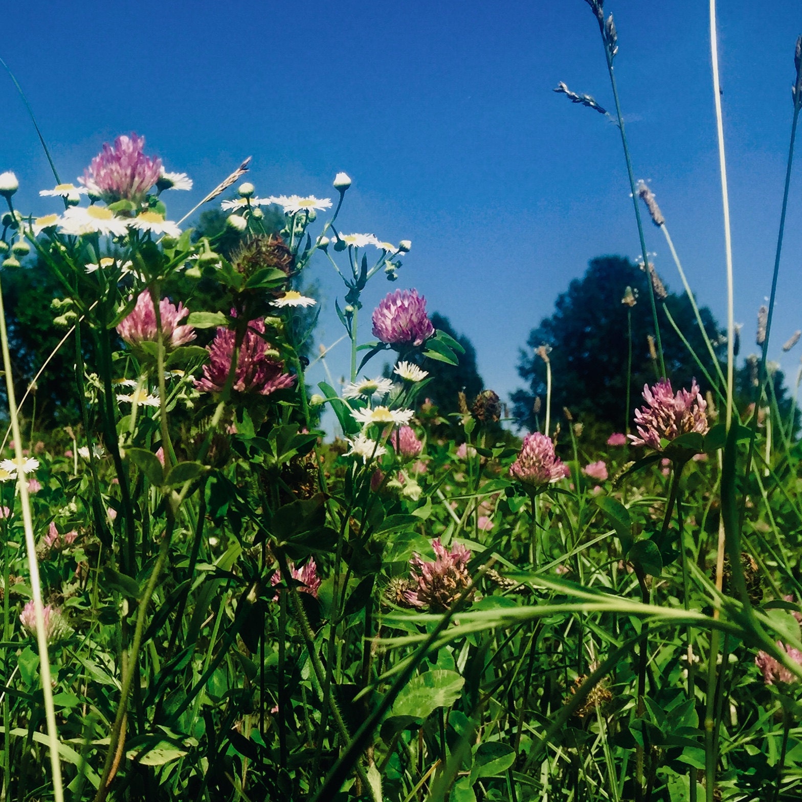 Meadow of Red Clover or Trifolium pratense